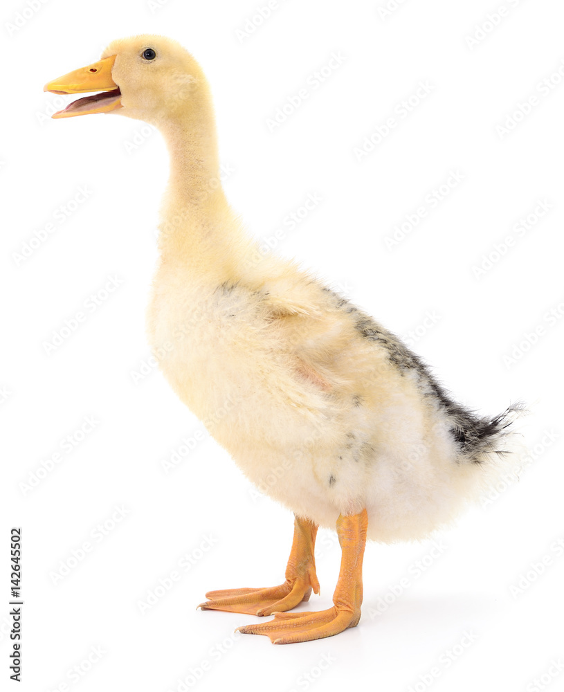 Obraz premium One yellow duckling.