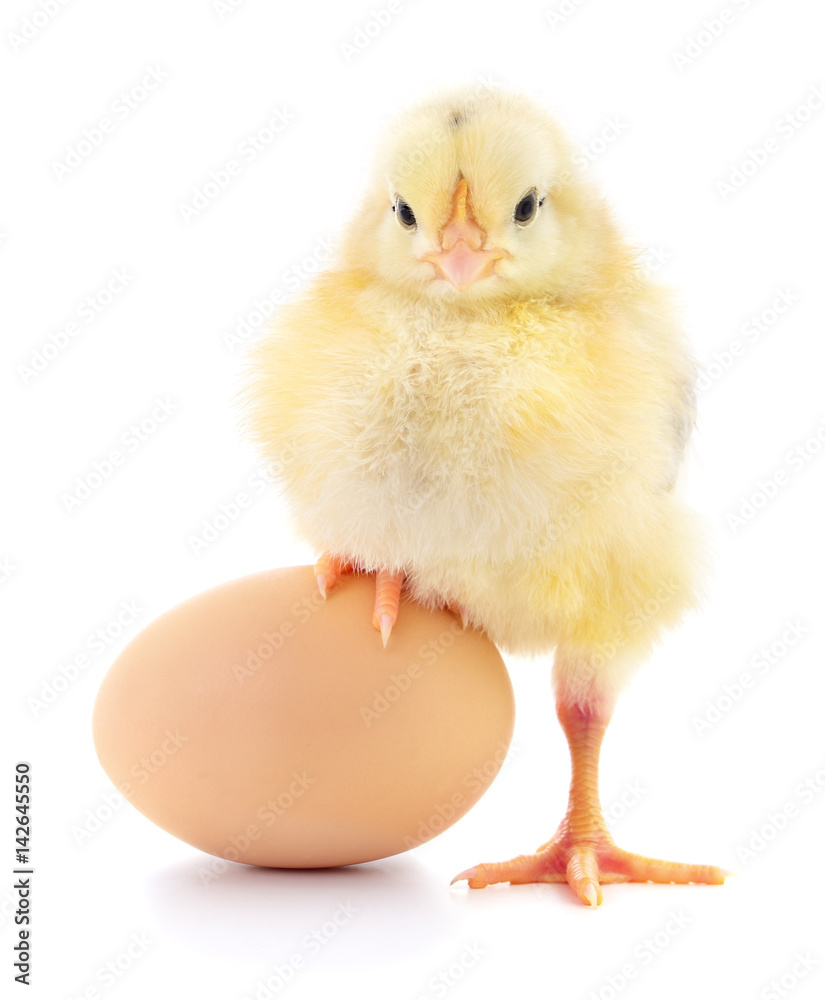 Obraz premium Chicken and egg.