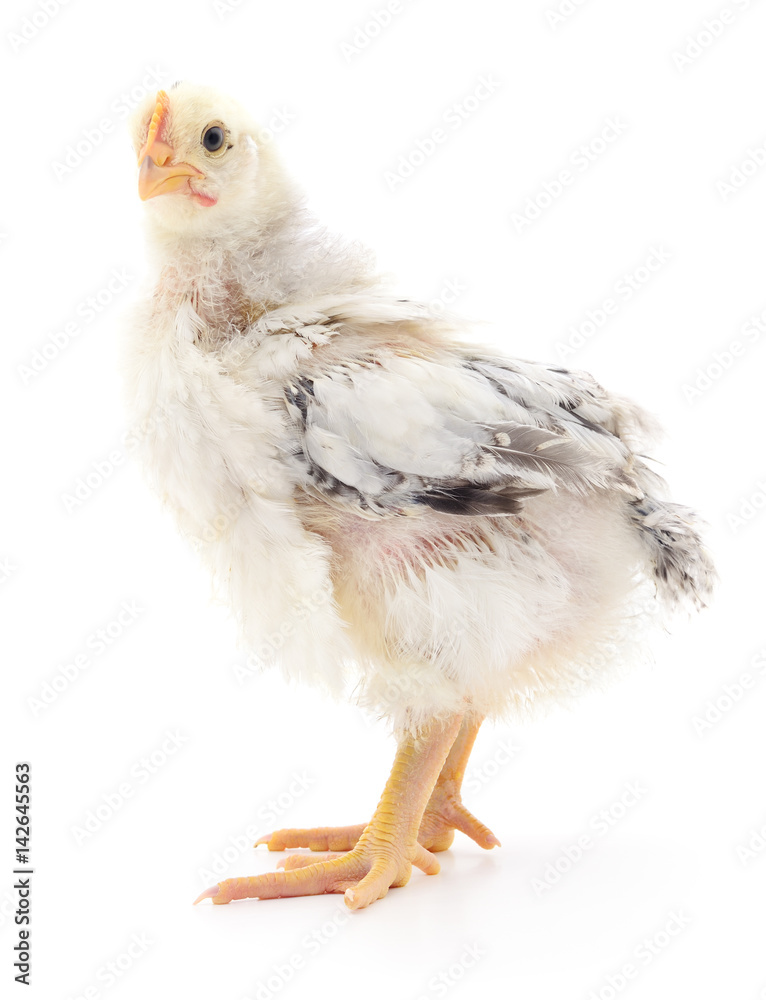 Fototapeta premium Small grey chicken.