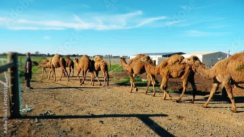 Camels with a woman kind play with and eat from hand in farm