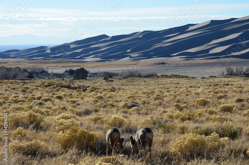 Deer in Sand Dunes