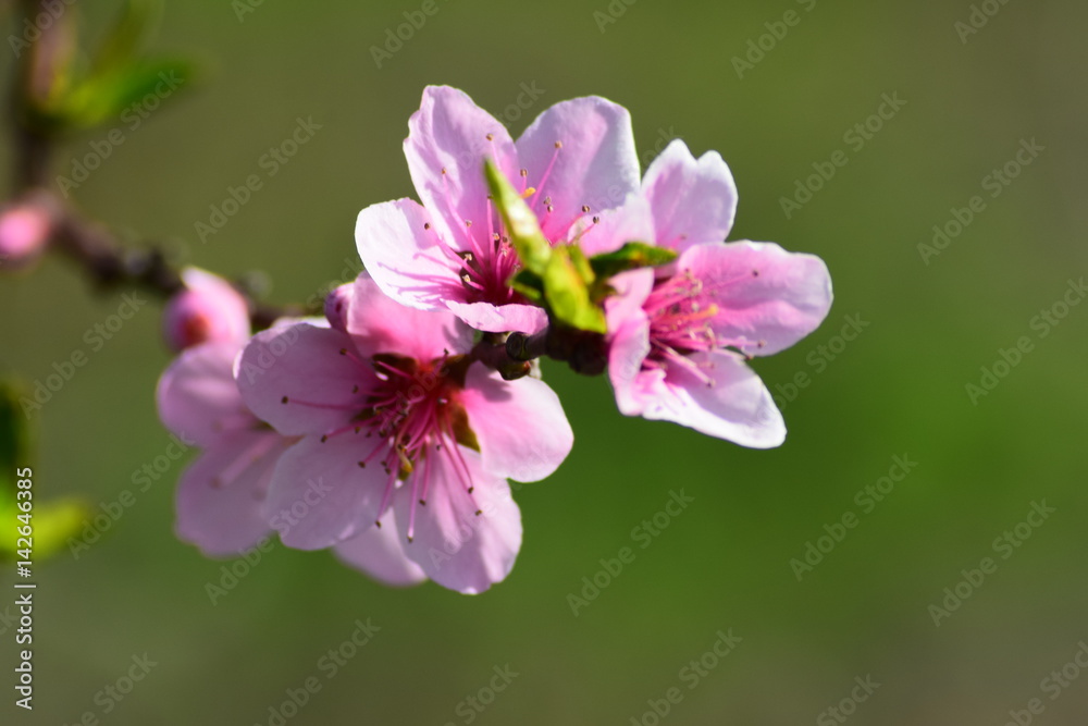 Cherry blossom branch macro
