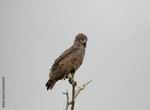 Brown-snake eagle, Circaetus cinereus,