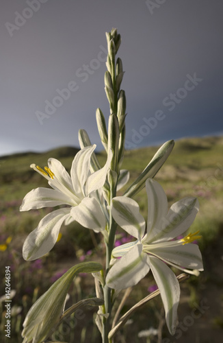 Fototapeta Naklejka Na Ścianę i Meble -  Desert Lily