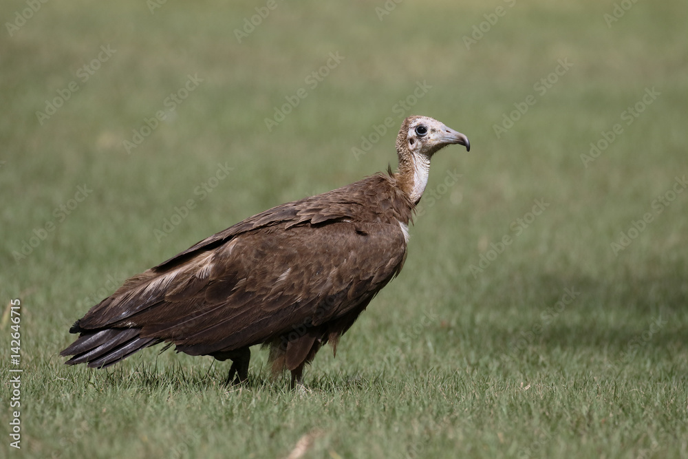 Hooded vulture, Necrosyrtes monachus Hooded vulture, Necrosyrtes monachus
