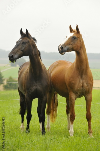 Zwei Pferde auf einer Weide in gleicher Pose