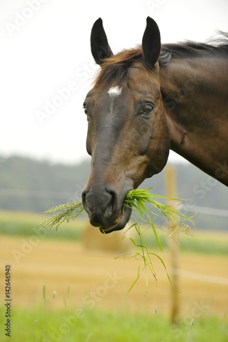 Fressendes Pferd auf üppiger Weide