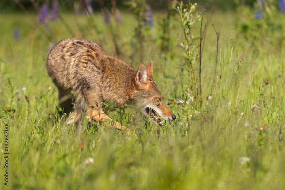 Obraz premium Coyote (Canis latrans) Makes Turn in Field