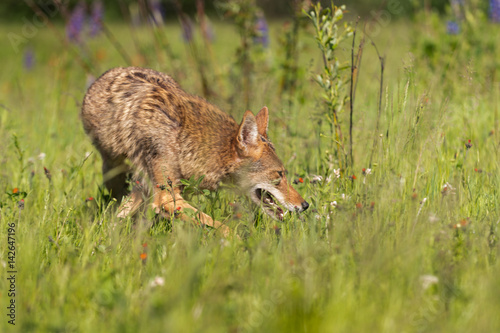 Coyote (Canis latrans) Makes Turn in Field © geoffkuchera