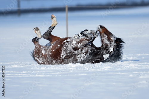 Wälzendes Pferd im Schnee