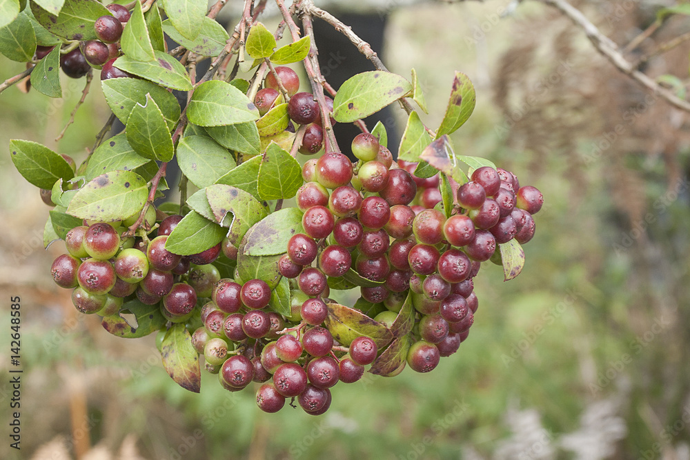 Fototapeta premium Fruits of wild grapes on different backgrounds (Vaccinium meridionale)
