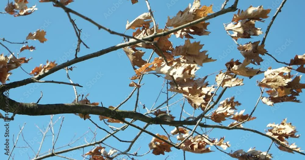 tree with dry leaves trembling in the wind tree with dry leaves trembling in the wind