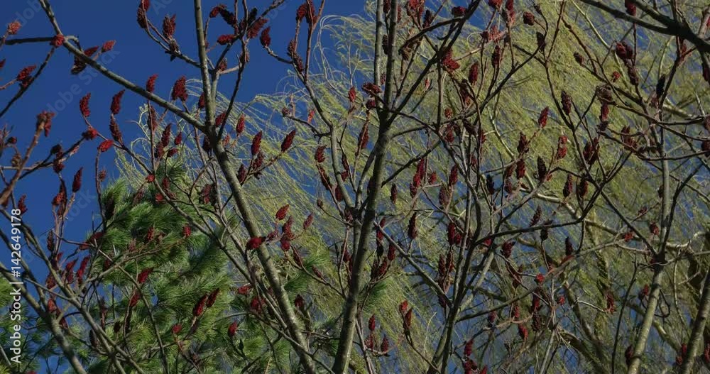 flowering tree sumac trembling in the wind flowering tree sumac trembling in the wind