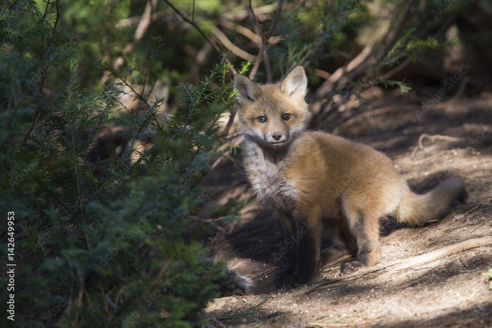 Fototapeta premium Red fox pup at den