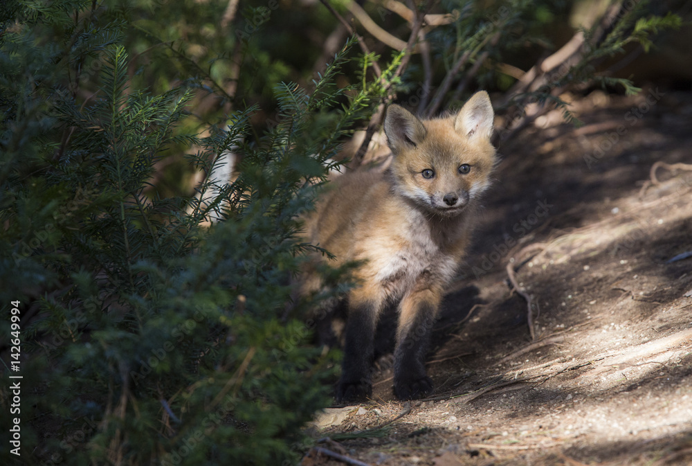 Red fox at den