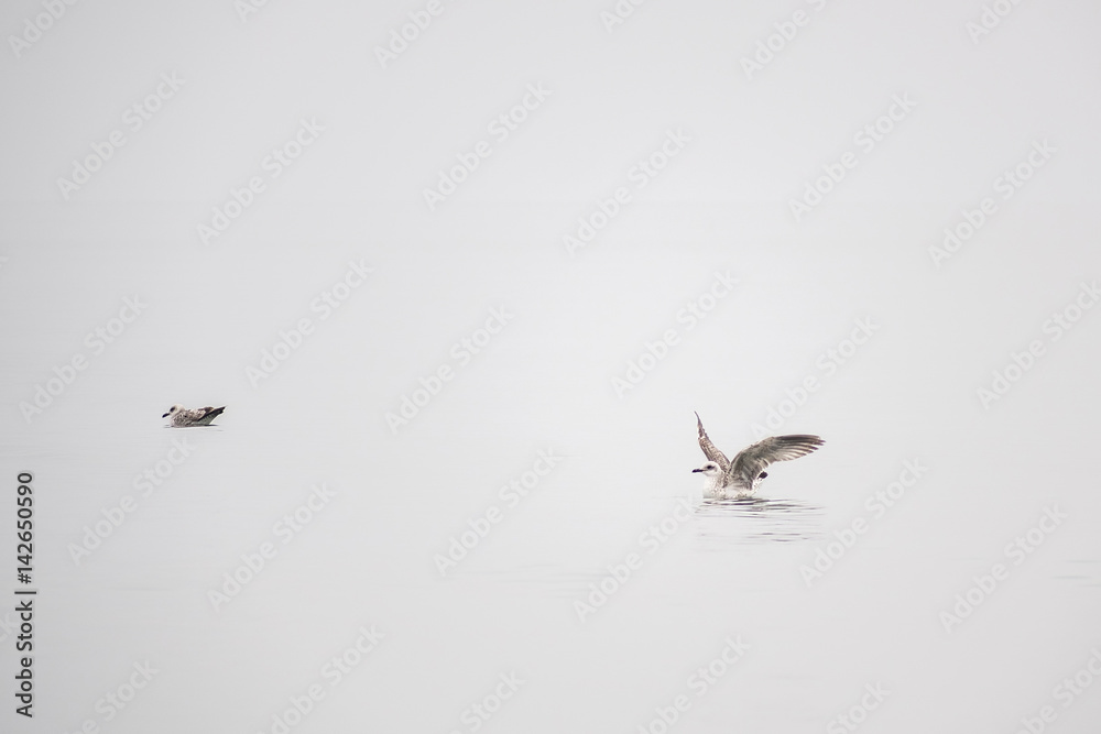 Obraz premium Seagulls in fog 2