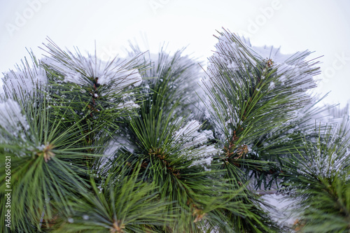 Snowy spruce texture © Denis Martynov