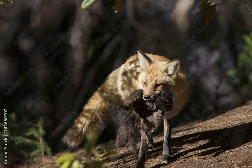 Female red fox with prey Female red fox with prey