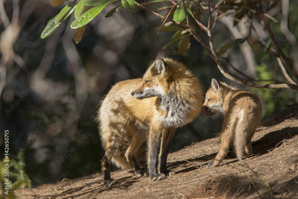 Red fox at den Red fox at den