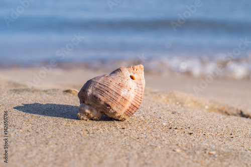 Seashell on sand 4