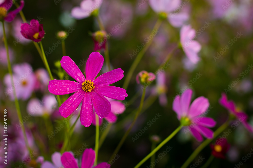 Fototapeta premium Cosmos,Kosmos,Celosia flower.