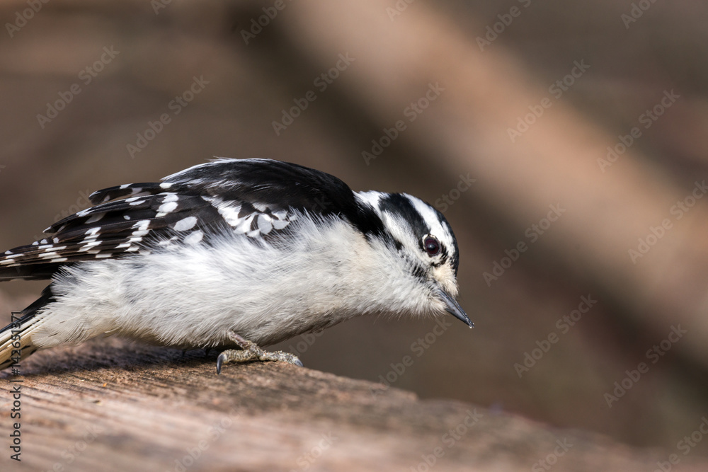 Fototapeta premium Closeup portrait of a downy woodpecker on wooden fence post, head cocked to side, food crumbs on beak