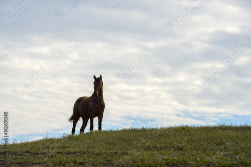 horse alone on the hill on a big sky background