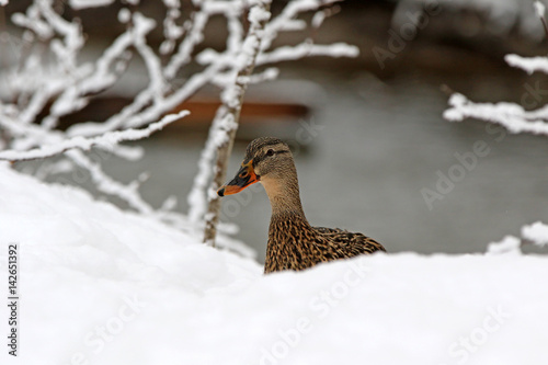 canard colvert