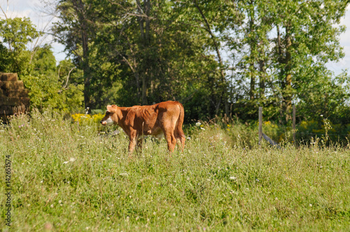 Red and White Bull Calf standing in the Pasture. © Barbara