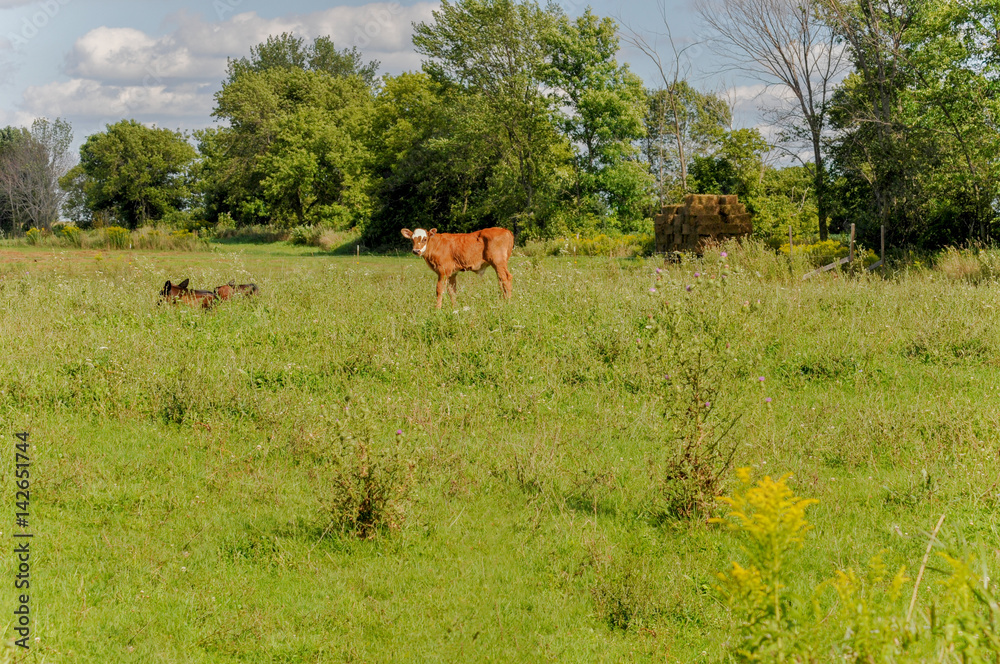 Red and white bull calf with Black Angust Calves and hay wagon. Red and white bull calf with Black Angust Calves and hay wagon.