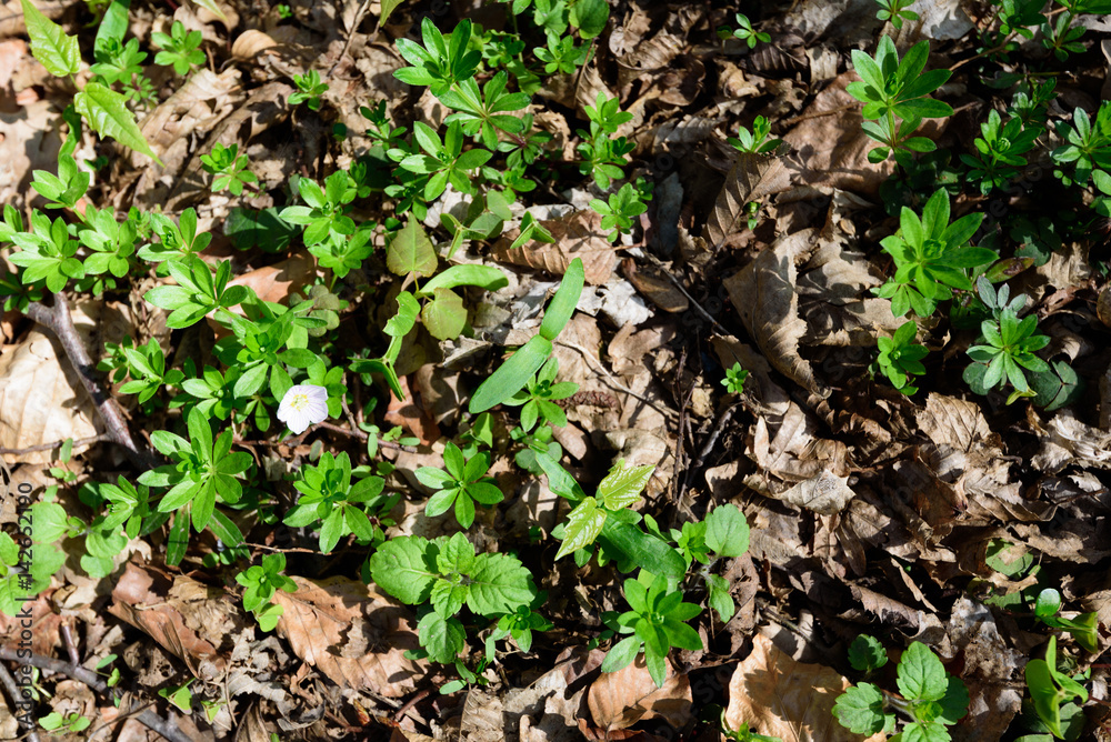 White flower in field of green leaves and plants in the forest