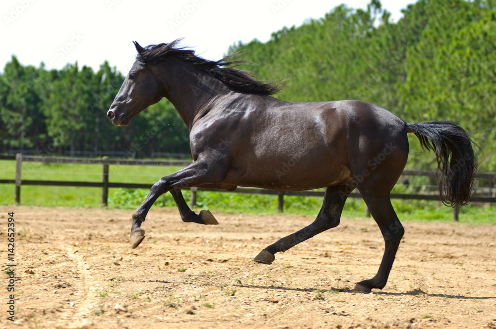 dark brown horse galloping on countryside