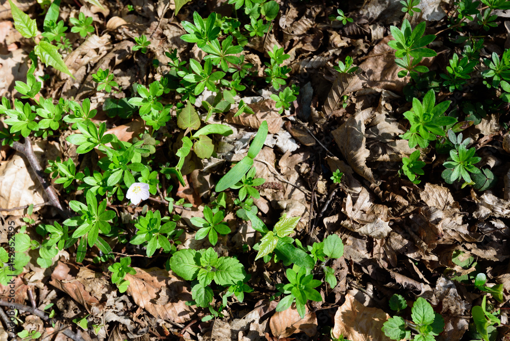 White flower in field of green leaves and plants in the forest White flower in field of green leaves and plants in the forest