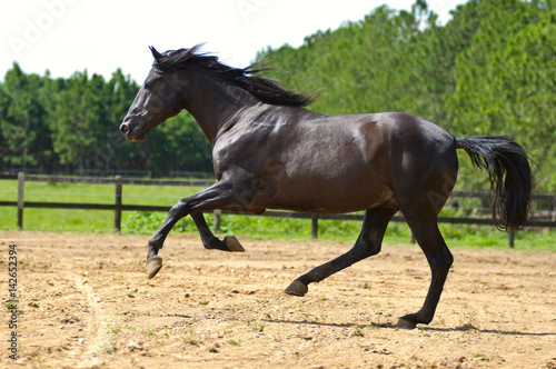 dark brown horse galloping on countryside