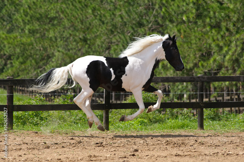 paint horse galloping on meadow