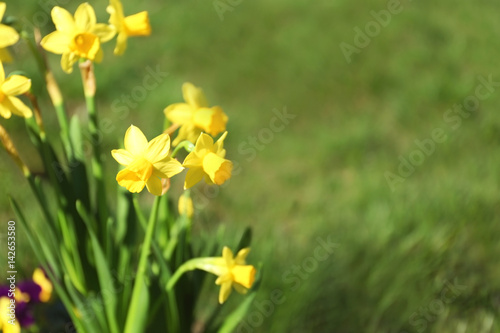 Beautiful narcissus flowers outdoors on sunny day