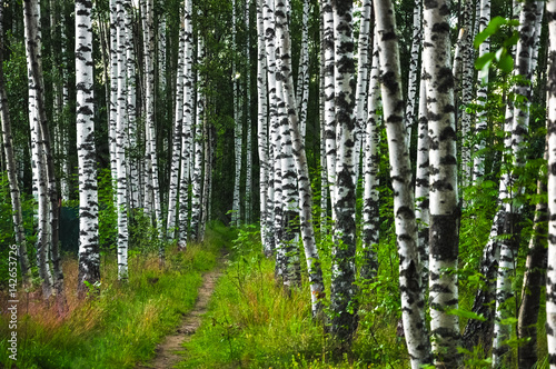 Fototapeta Naklejka Na Ścianę i Meble -  Path in summer birch forest
