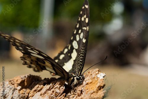 A lime swallowtail butterfly rests on a log in the hot outdoors. This insect is in its natural habitat in the tropical climate of the Cayman Islands. wildlife like this can be found in gardens