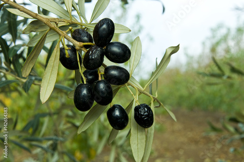 Olives on the tree,  Olive Fruit