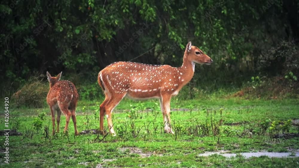 Mother deer with baby fawn under heavy monsoon rain fall in Yala national park, Sri Lanka. Wild animals nature reserve and sanctuary Mother deer with baby fawn under heavy monsoon rain fall in Yala national park, Sri Lanka. Wild animals nature reserve and sanctuary