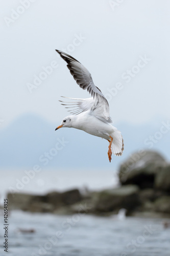 flying seabirds