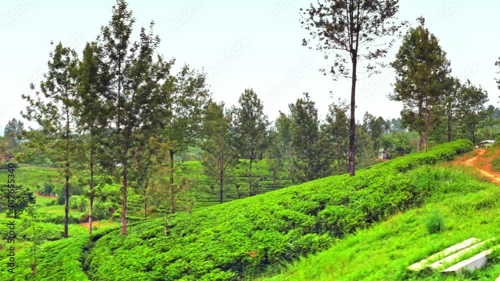 Rural countryside of Sri Lanka with many tea plantations and green farmland fields. Traveling in Asia by train Rural countryside of Sri Lanka with many tea plantations and green farmland fields. Traveling in Asia by train