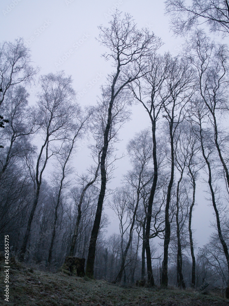Winter in the wet cold spooky woods with tall scary trees Winter in the wet cold spooky woods with tall scary trees