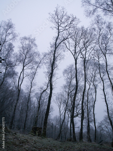 Winter in the wet cold spooky woods with tall scary trees