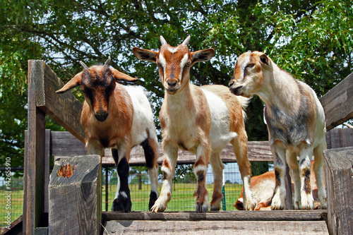 Three goat kids standing on wooden board