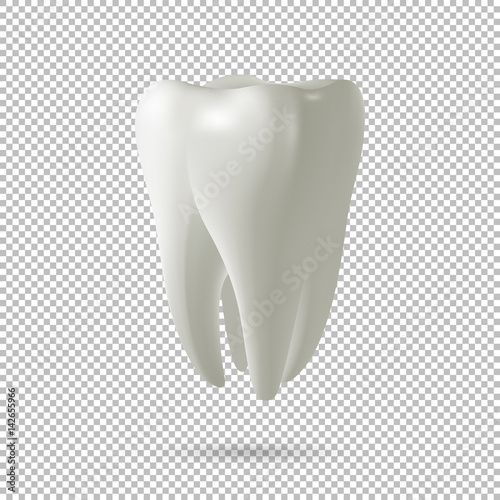 Realistic vector tooth icon isolated on transparent background. Dental, medicine and health concept design element. Vector EPS10.