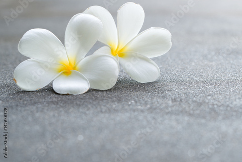 White plumeria or frangipanis flowers © Kenishirotie