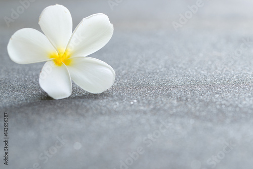 White plumeria or frangipani flower