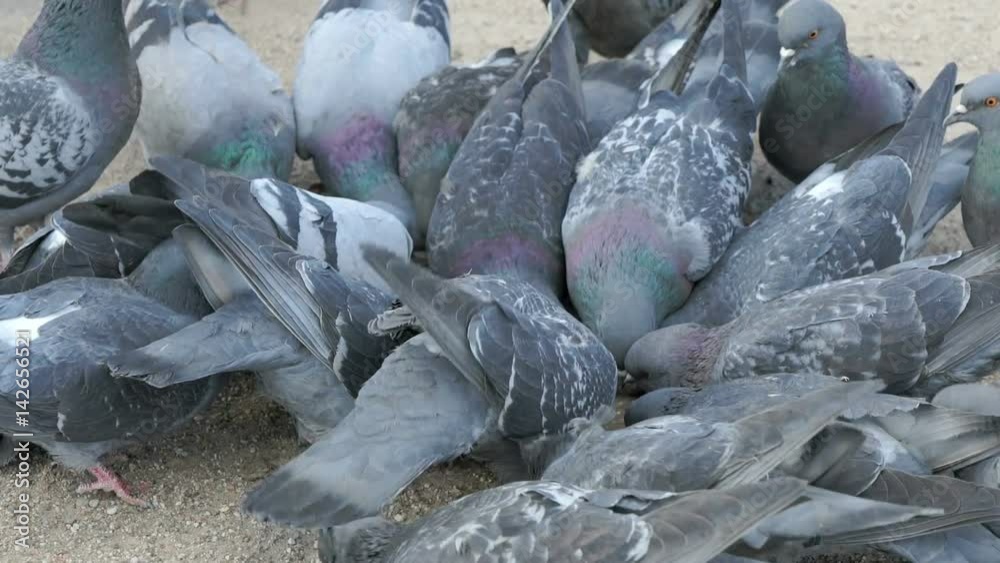 Flock of pigeons eating millet in urban park in spring Flock of pigeons eating millet in urban park in spring
