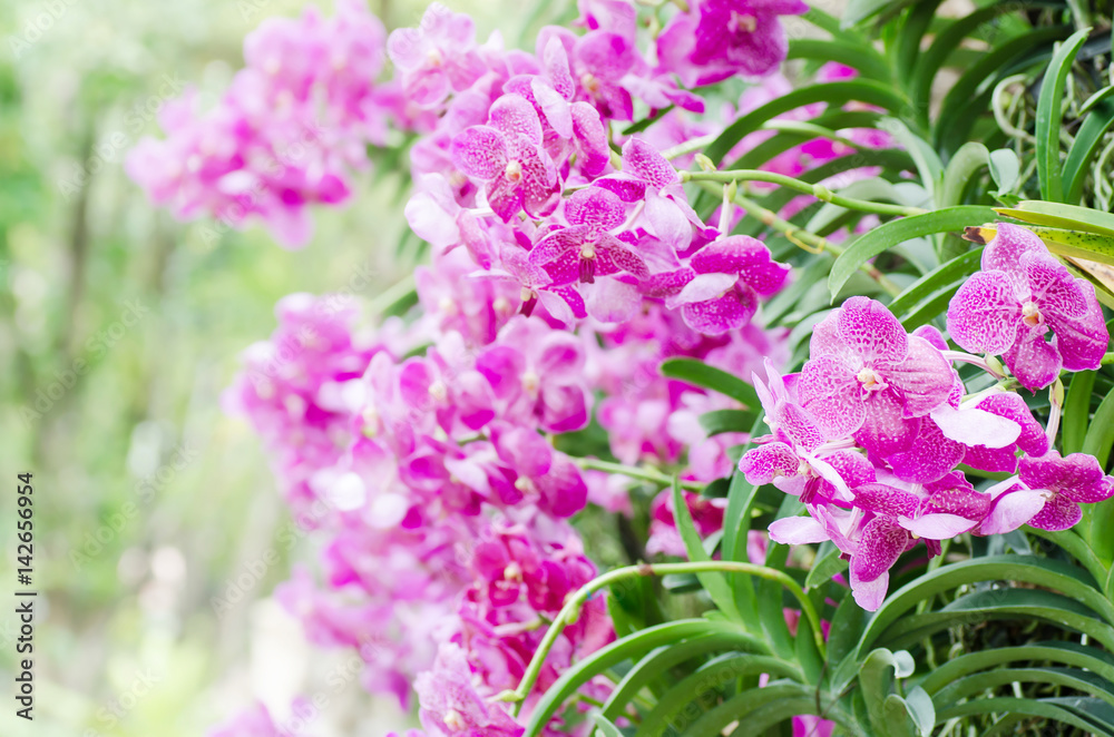 Fototapeta premium Purple orchids flower blossom in spring